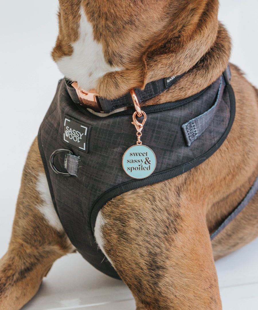 Sweet, Sassy, & Spoiled Dog Collar Tag